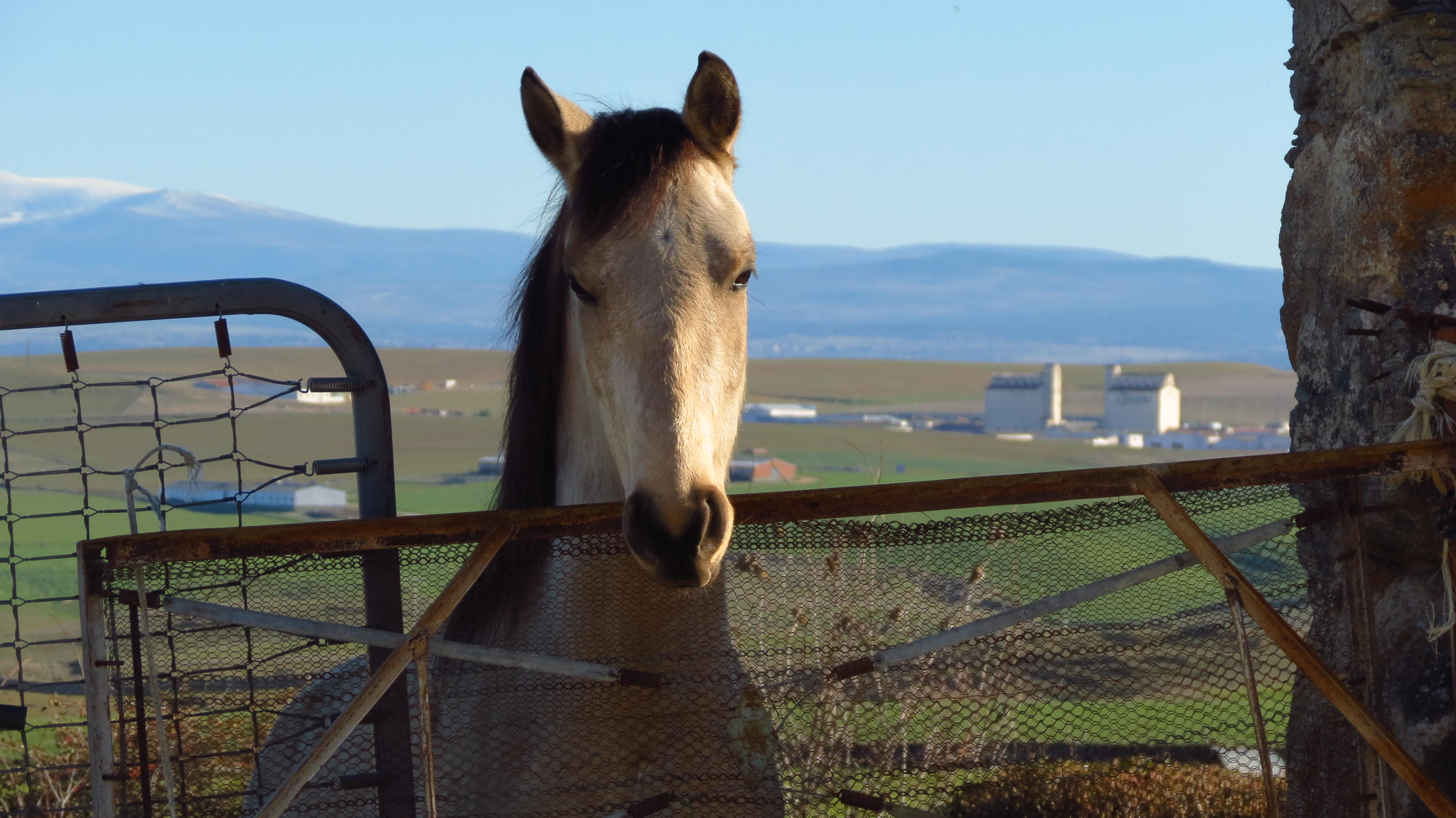 Somieres y caballo